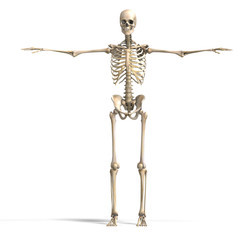 Wall Mural - anatomical correct male skeleton. 3D rendering with clipping