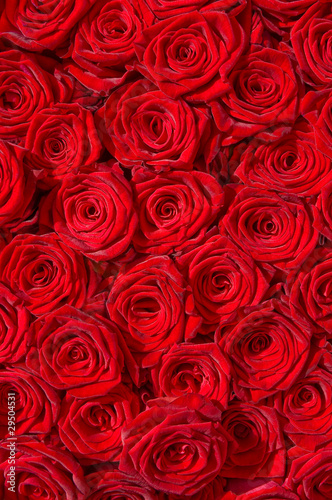 Tapeta ścienna Czerwone róże, symbol miłości, edelrosen, ślub
