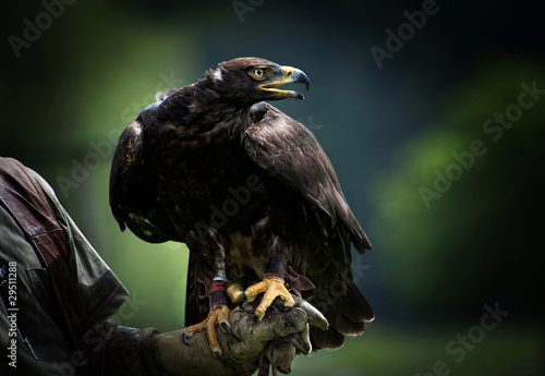 Tapeta ścienna Adler