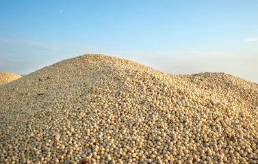 Wall Mural - Soybean Harvest