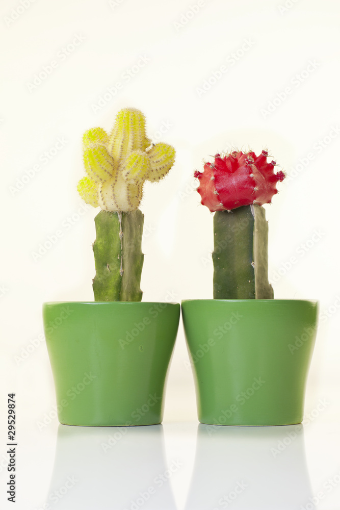 trichopilia marginata Trichopilia marginata main image 0