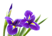 Beautiful Dark Purple Iris Flower Isolated On White Background;