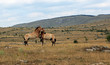 couple de petits chevaux sauvage de przewalski en liberté