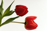 Fototapeta Tulipany - Tulpenblüte