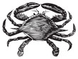 Blue Crab engraving (callinectes hastatus)