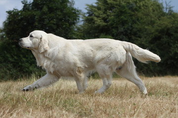 Wall Mural - démarche lourde et puissante du golden retriever