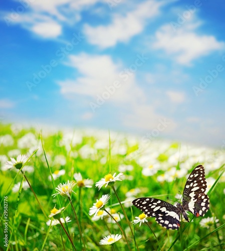 Tapeta ścienna Motyl na polu stokrotka