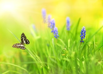 Wall Mural - Beautiful blue flowers on a meadow (shallow DoF)