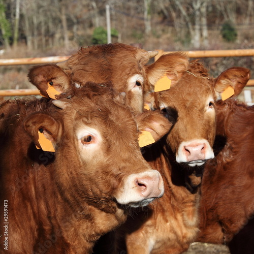 Fotoboard na płycie Trzy młode limousin bull cieląt headshot