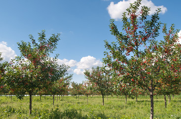 Wall Mural - cherry  orchard