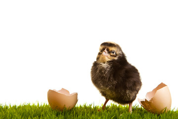 Easter eggs and chickens on green grass on white isolated backgr