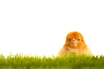 Easter eggs and chickens on green grass on white isolated backgr