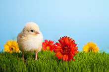 Easter Eggs And Chickens On Green Grass On Blue Background