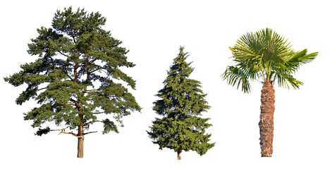 Wall Mural - three trees isolated on white