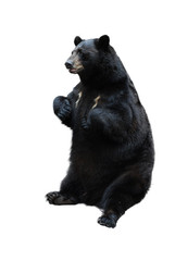 black bear isolated on white
