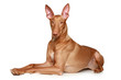 Pharaoh hound lying on a white background