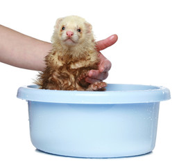 Canvas Print - Ferret (polecat) wash in water