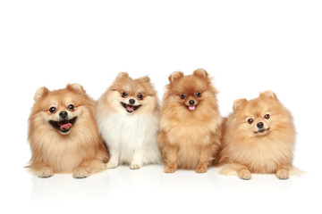 Poster - Funny group of Spitz puppies on white background