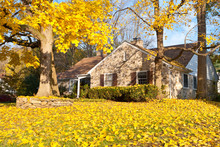 House Philadelphia Yellow Fall Autumn Leaves Tree