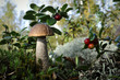 Mushroom a birch mushroom and a cowberry.