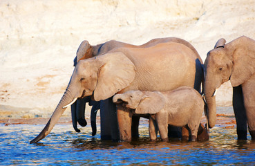 Wall Mural - Large herd of African elephants