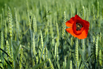 Wall Mural - poppy on field of green wheat