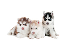 Three Siberian Husky Puppy Isolated
