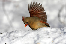 Northern Cardinal Cardinalis Female