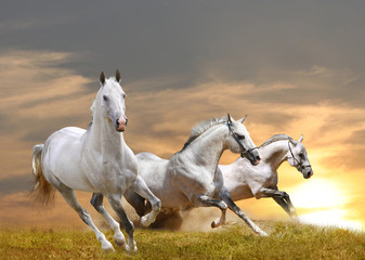 Fototapeta mężczyzna koń ranczo