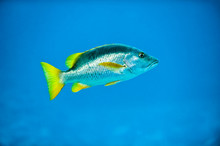 Tropical Silver Fish In Caribbean Reef Deep Blue Sea Water