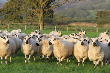 Wall Mural - Flock of sheep.