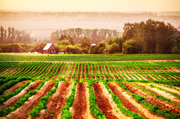 Agricultural field with a house in the background