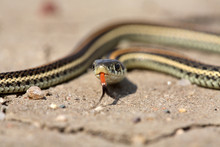Baby Garter Snake On A Saskatchewan Road