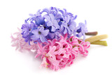 Bouquet violet hyacinth isolated on white background