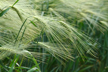 Background Image Of Green Barley Field