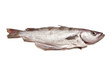Pollock or Pollack fish isolated on a white studio background.