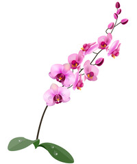 Wall Mural - Orchid pink flower isolated on white background