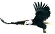 Flying Bald Eagle - colored illustration
