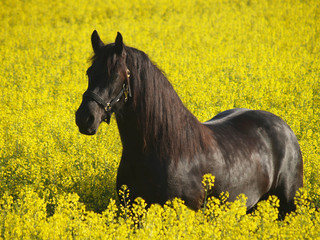 Obraz na płótnie słońce pole natura koń
