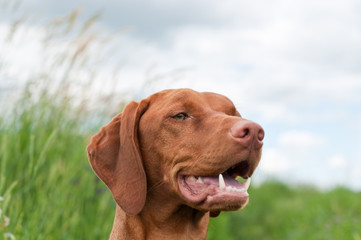 Wall Mural - Vizsla Dog (Hungarian Pointer) Portrait