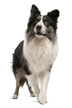 Border Collie Standing In Front Of White Background