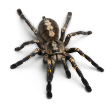 Tarantula Spider, Poecilotheria Metallica, In Front Of White Bac