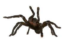 Tarantula Spider Attacking, Haplopelma Minax