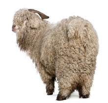 Angora Goat In Front Of White Background