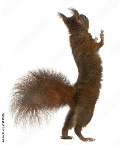 Fotomural Eurasian red squirrel on hind legs, Sciurus vulgaris
