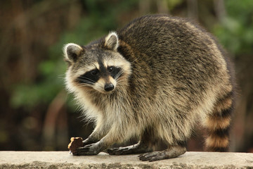 Cute raccoon nibles a chocolate cookie