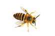 Teddy Bear Bee, Amegilla asaropoda, wingspan 21mm