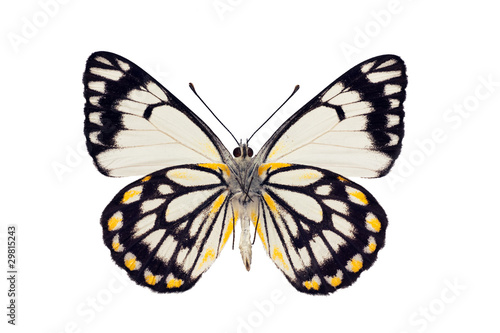 Cuadros en Lienzo Butterfly underside, Caper White, Belenois java, male, wingspan