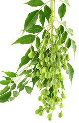 Sticker - fruits du neem, margousier; azadirachta indica