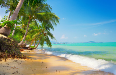 Wall Mural - tropical beach with coconut palm
